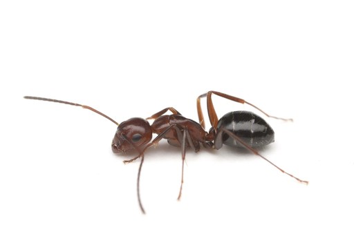 Camponotus discolor