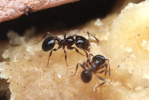 Pheidole bicarinata