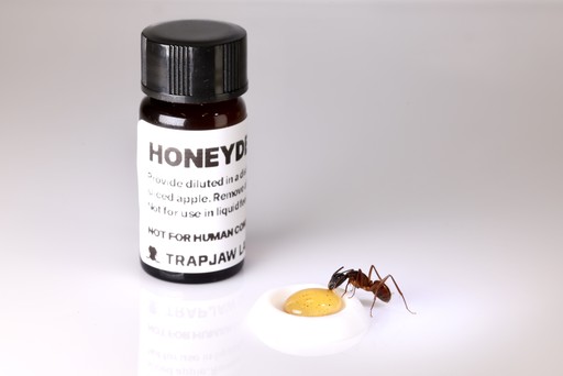 Honeydew Honey