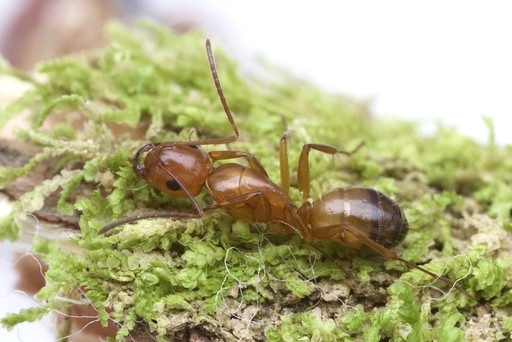 Camponotus snellingi