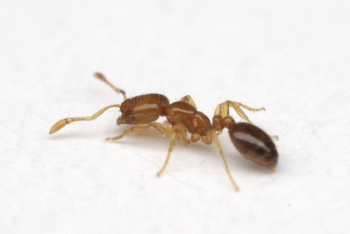 Solenopsis molesta