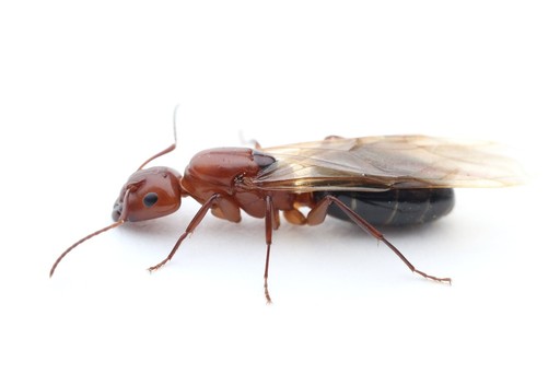 Camponotus decipiens