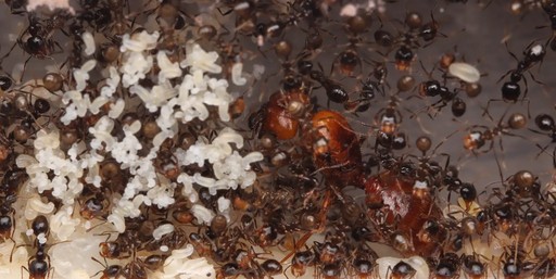 Pheidole militicida