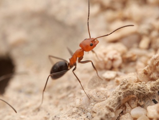 Dorymyrmex bicolor