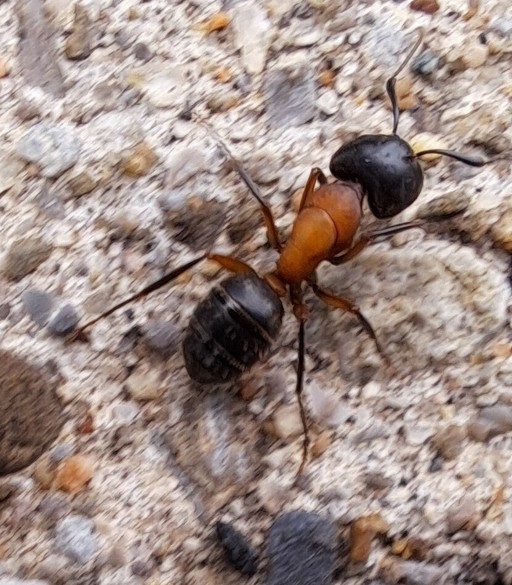 Camponotus novaeboracensis