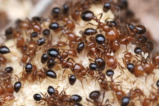 Solenopsis xyloni