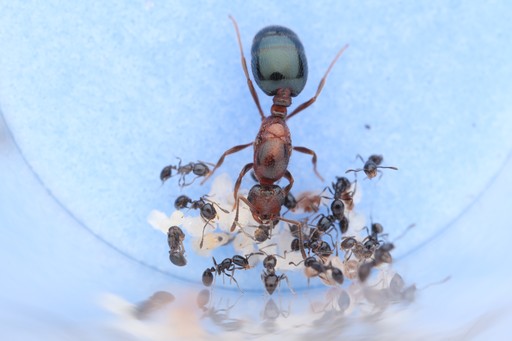 Why We Only Sell Queens With Workers