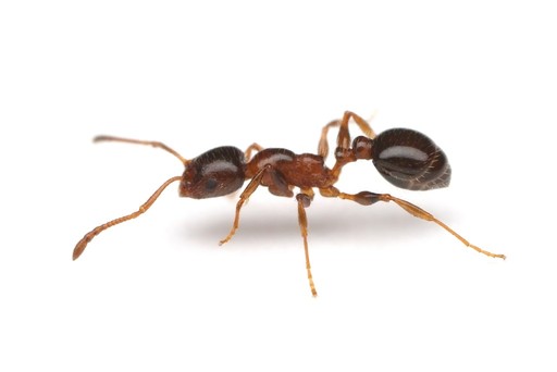Temnothorax pergandei