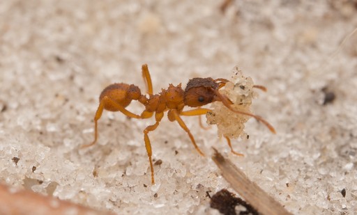 Species Spotlight: Trachymyrmex septentrionalis