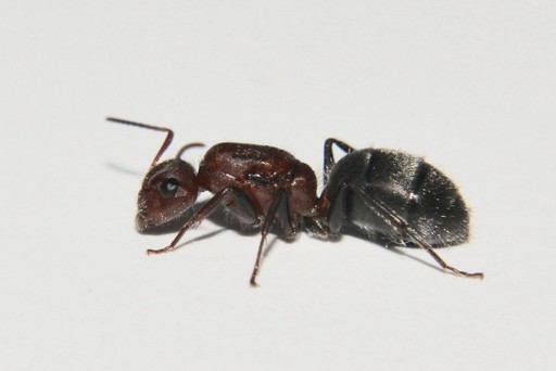 Camponotus planatus