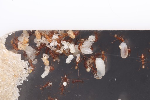 Why Is My Ant Colony Growing Slowly?