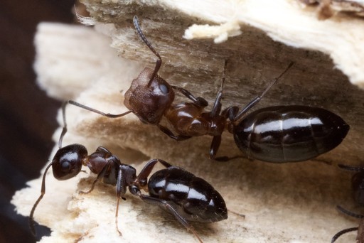 Colobopsis impressa