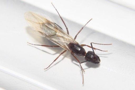 Camponotus inaequalis