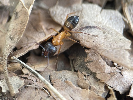 Camponotus semitestaceus