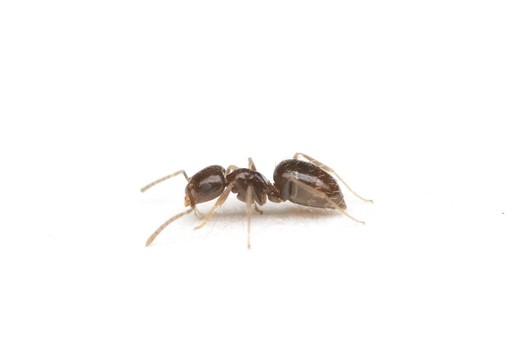 Brachymyrmex patagonicus