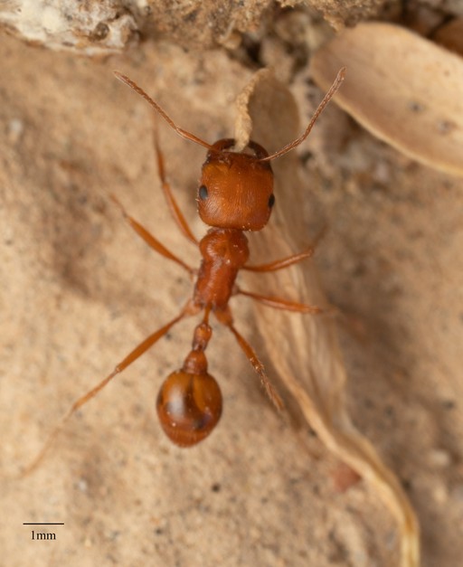 Pogonomyrmex maricopa