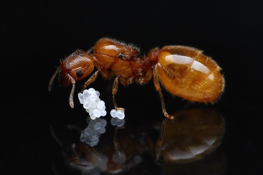 How Long Until My Queen Has Workers?