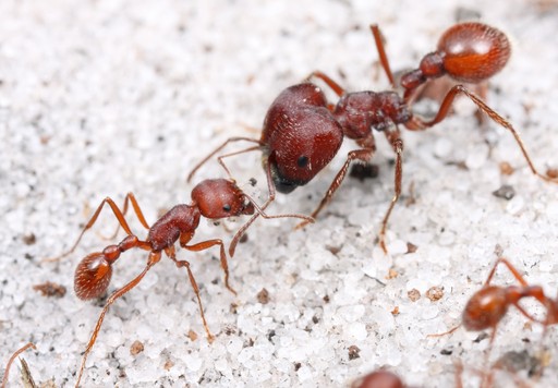 Pogonomyrmex badius