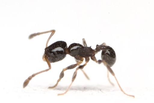 Pheidole adrianoi