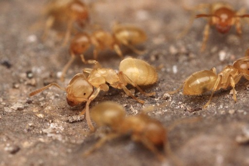 Lasius brevicornis