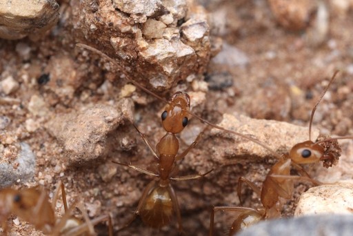 Camponotus fragilis