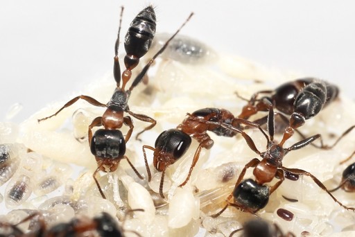 Pseudomyrmex gracilis