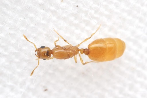 Solenopsis carolinensis