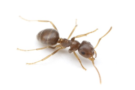 Lasius neoniger