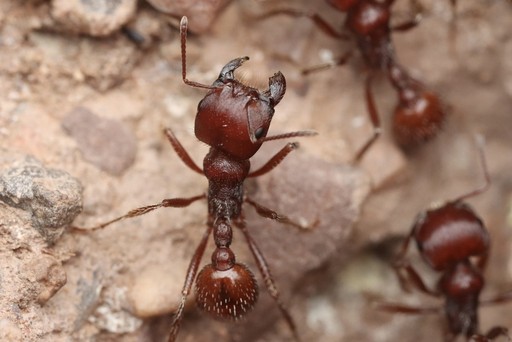 What Do Harvester Ants Eat?