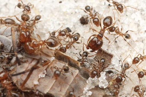 Pheidole dentata