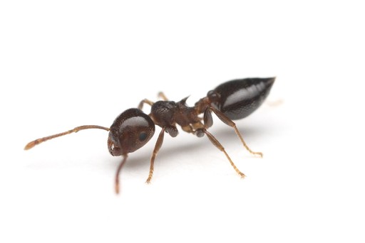 Crematogaster cerasi