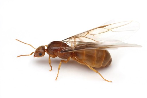 Lasius sitiens