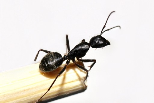 Camponotus pennsylvanicus