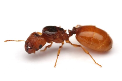 Pheidole cerebrosior