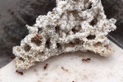 Trachymyrmex septentrionalis