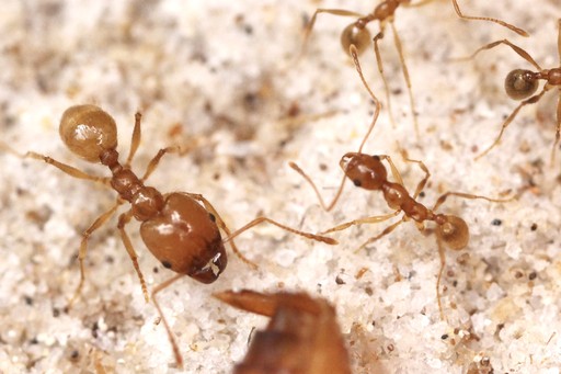 Pheidole morrisii