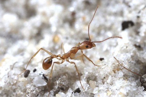 Aphaenogaster floridana