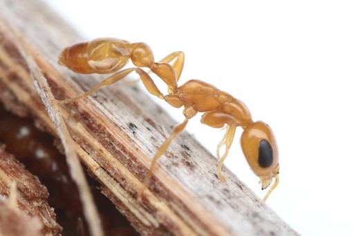 Pseudomyrmex pallidus