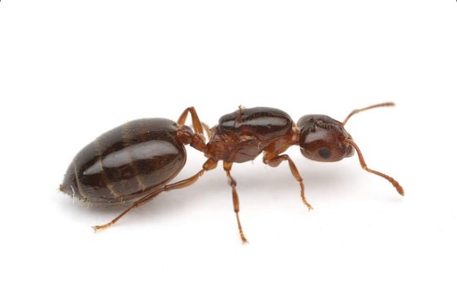 Crematogaster pinicola