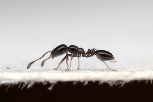 Monomorium carbonarium
