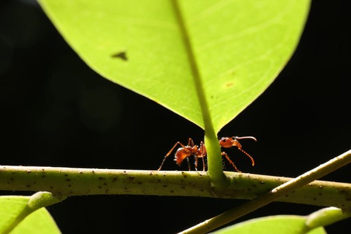 Allomerus ant in trap structure — macro photography by Alex Wild
