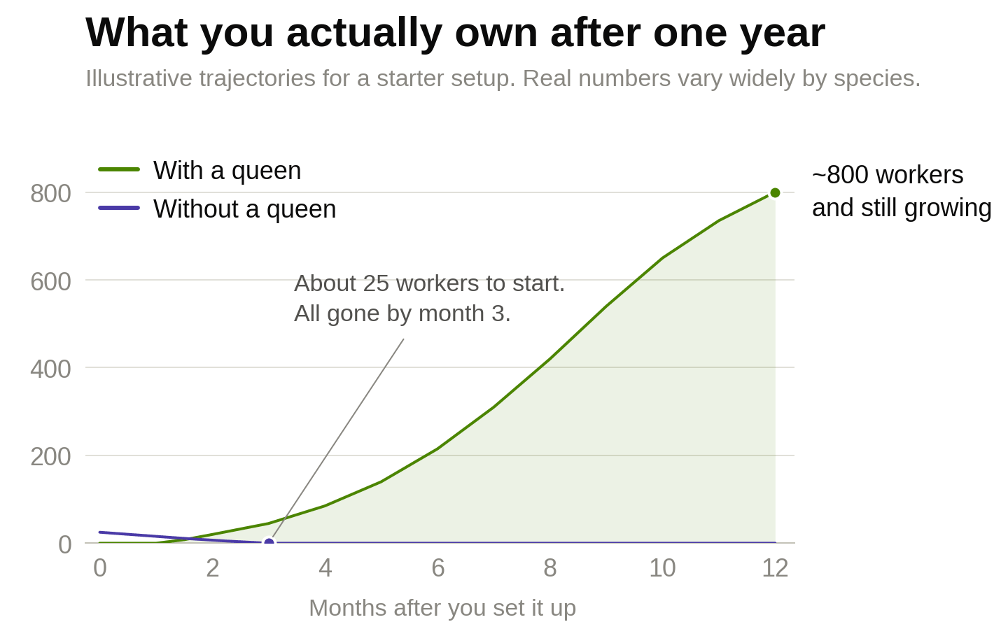 Line chart comparing a queen-right colony growing to about 800 workers over twelve months against a queenless kit reaching zero by month three