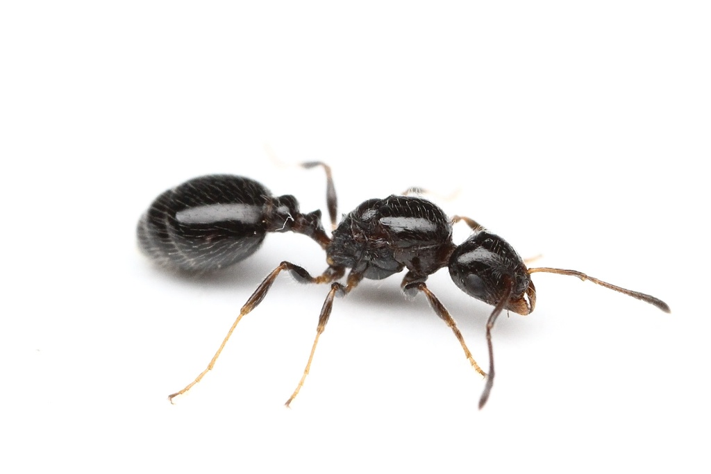 Beginner ant keeper guide