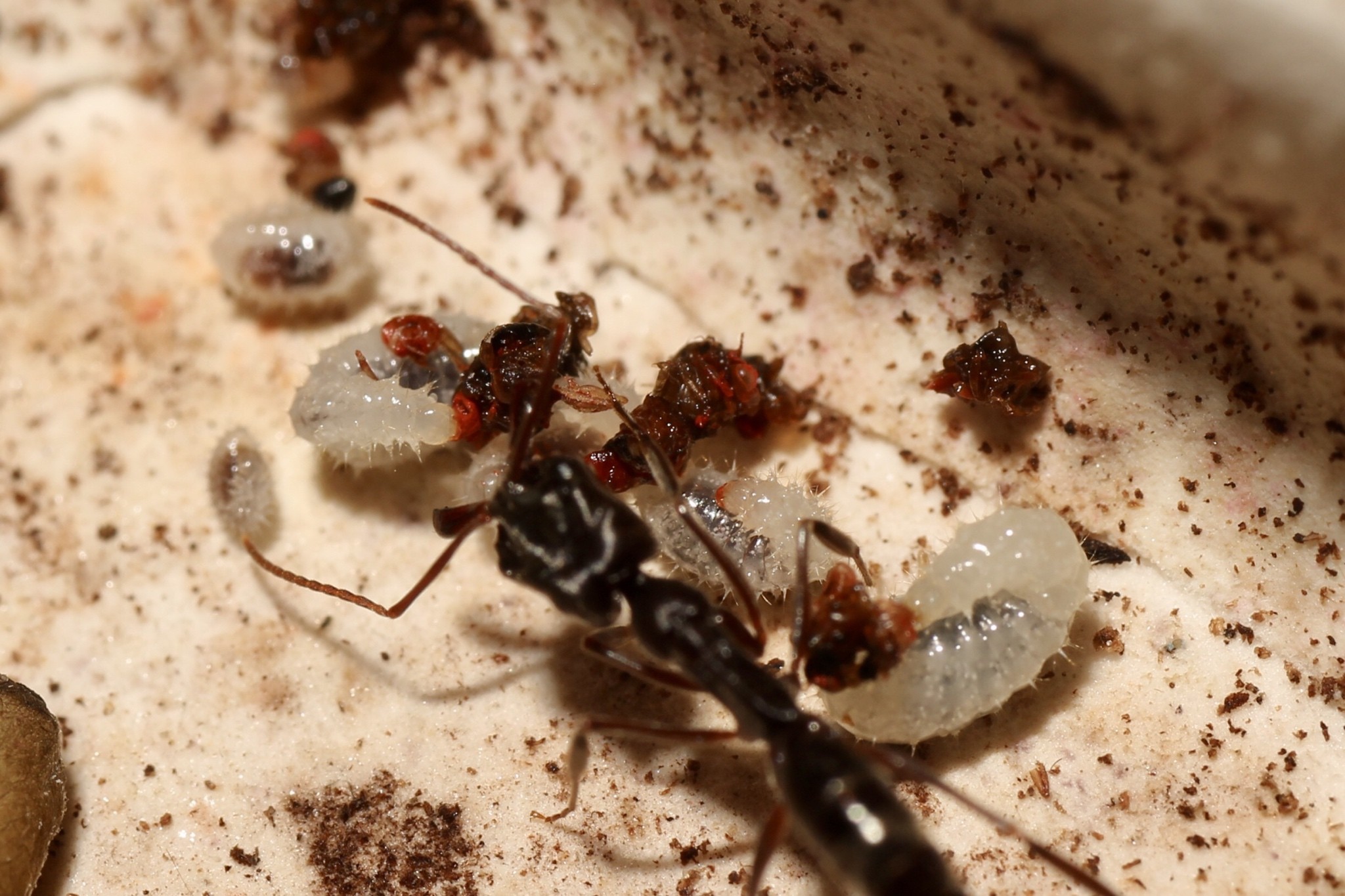 Trap-jaw ant worker over larvae feeding on fruit fly pieces