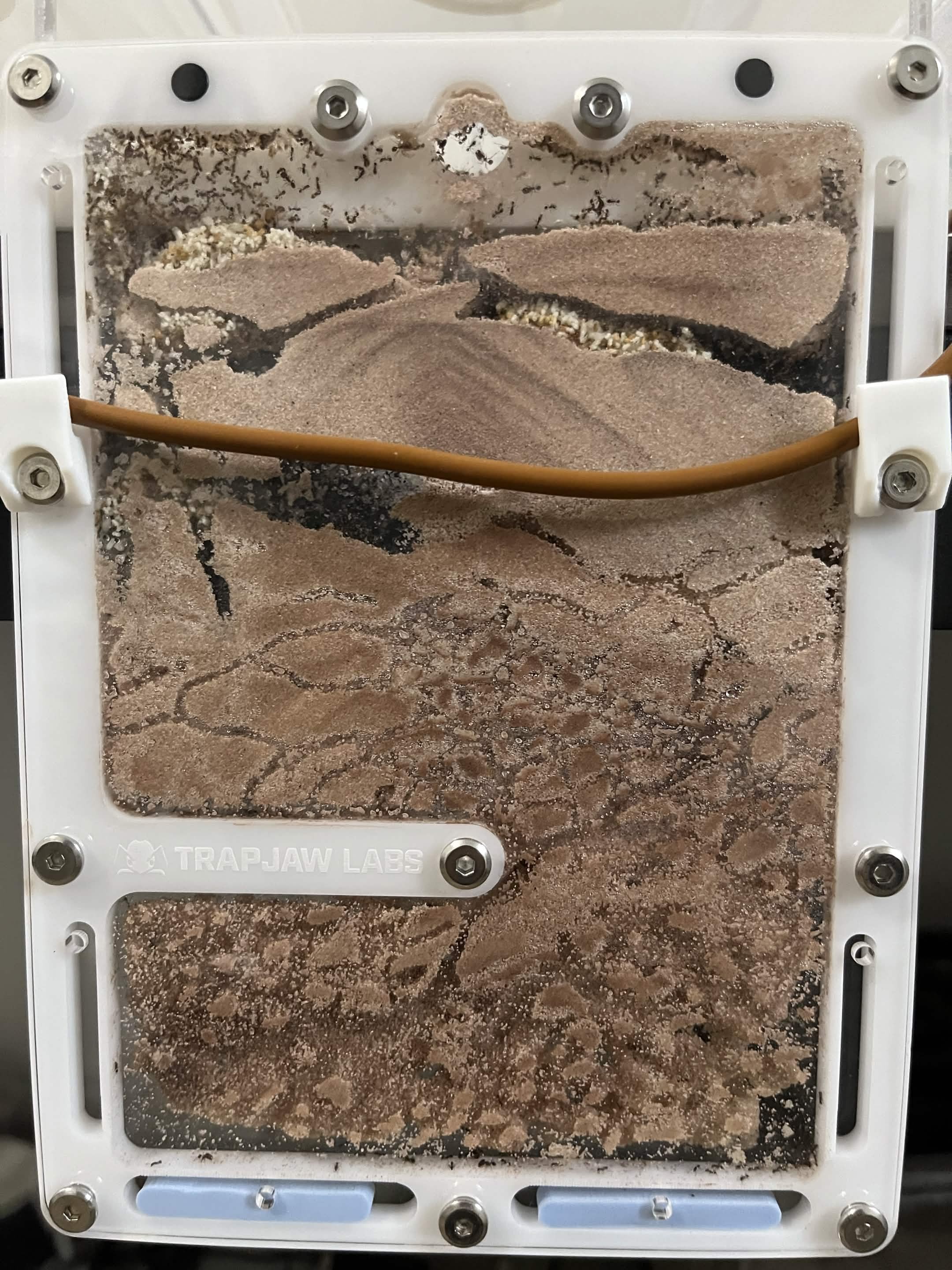 A Substratum Sand Ant Nest standing upright with a heating cable run across its upper third, held by a white clip on each side of the frame. Piles of brood sit in the chambers above the cable