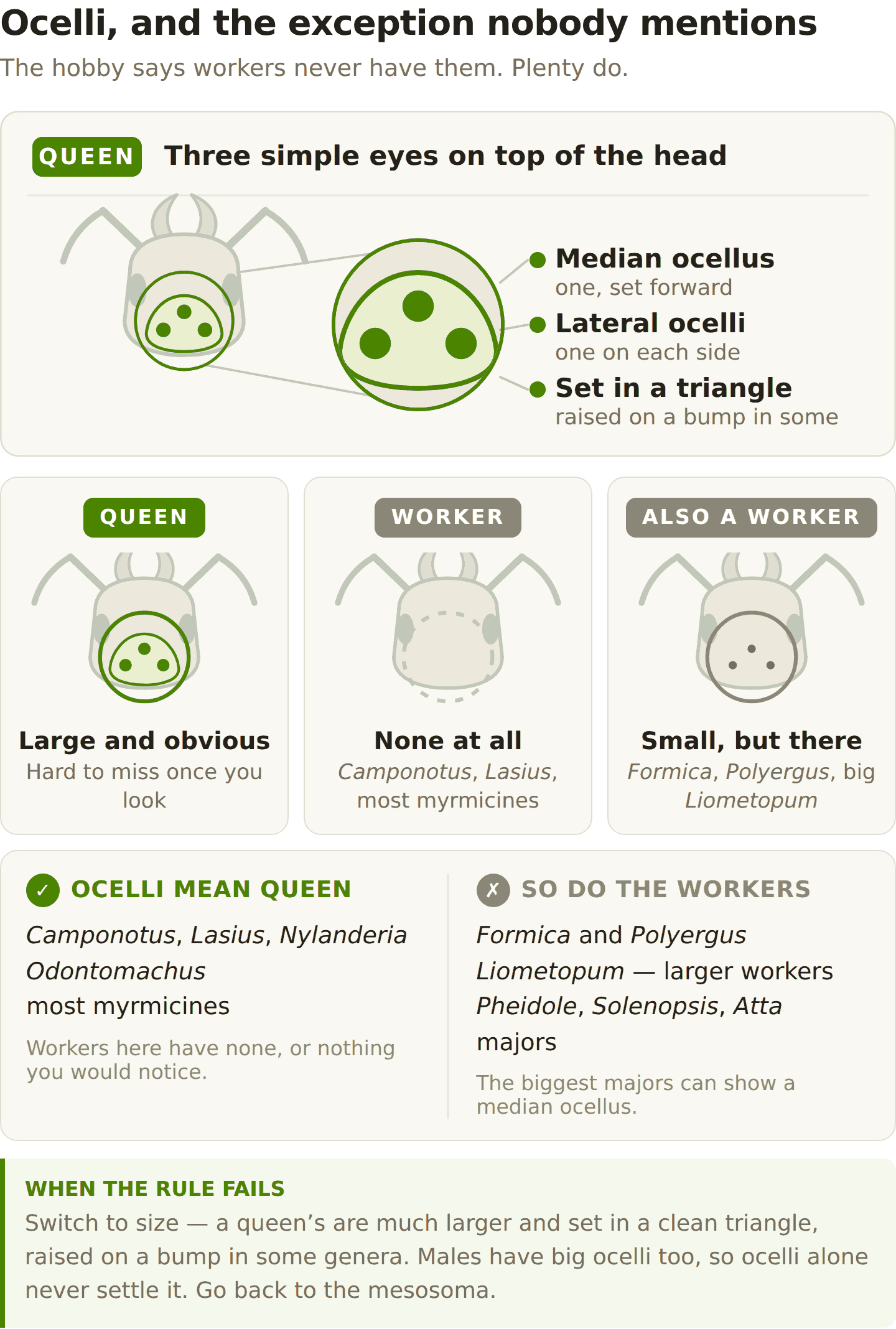 Diagram of the three ocelli on a queen ant's head, magnified, with a comparison of a worker that lacks them and a Formica worker that has small ones